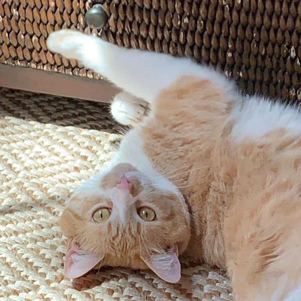 Meet your Posher, Angie